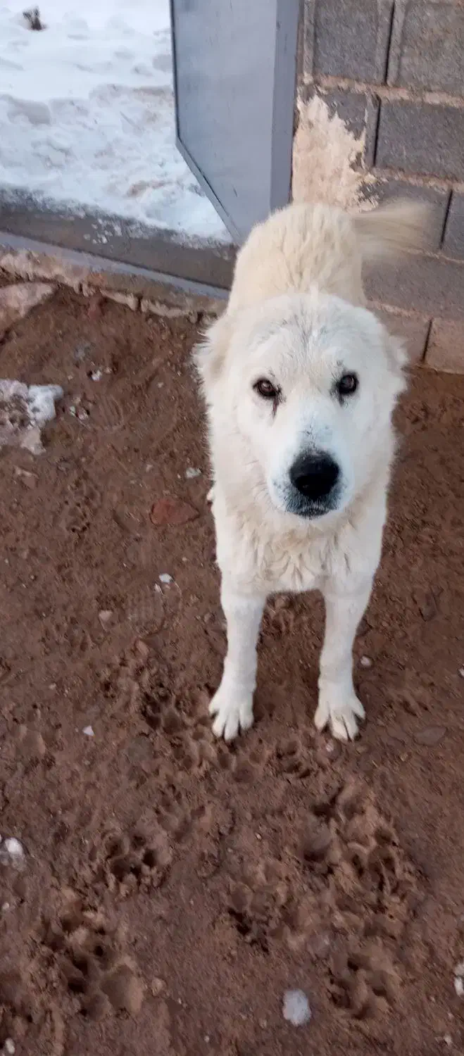 سگ خانگی|سگ|فاروج, |دیوار