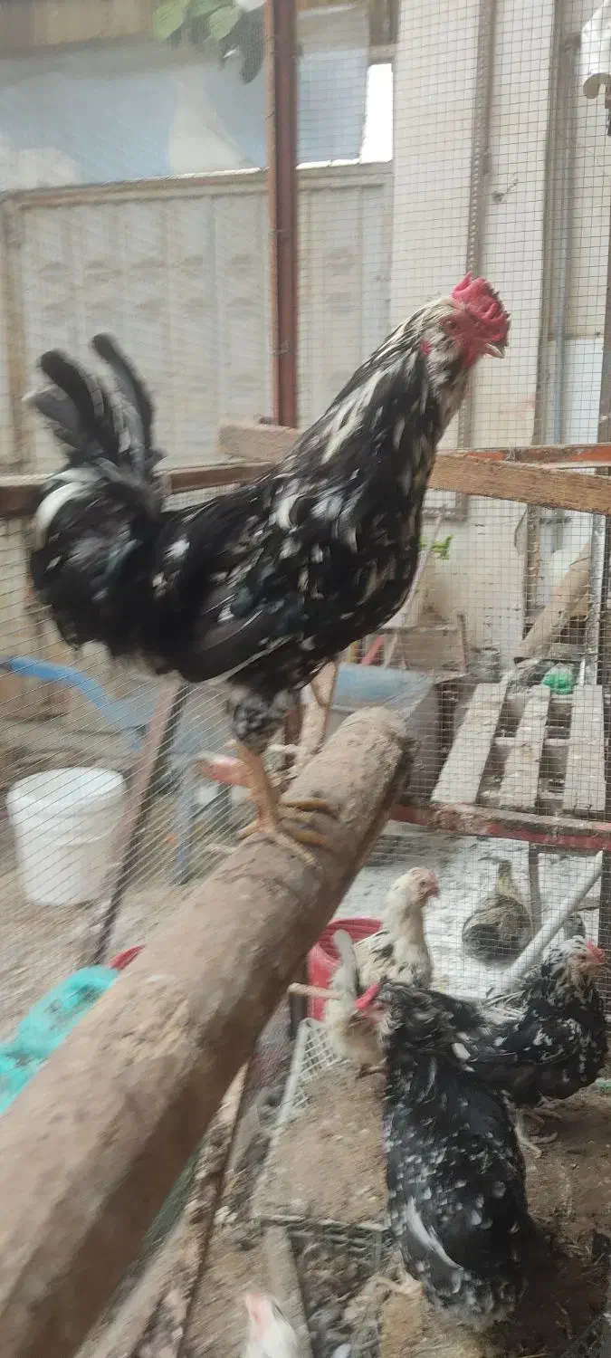 تخم مرغ گلین ریش کاکل چهل تاج فول|حیوانات مزرعه|گرگان, |دیوار