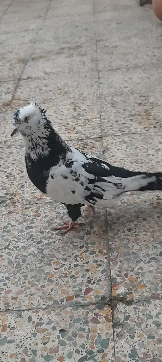 پرنده|پرنده|خرم‌آباد, |دیوار