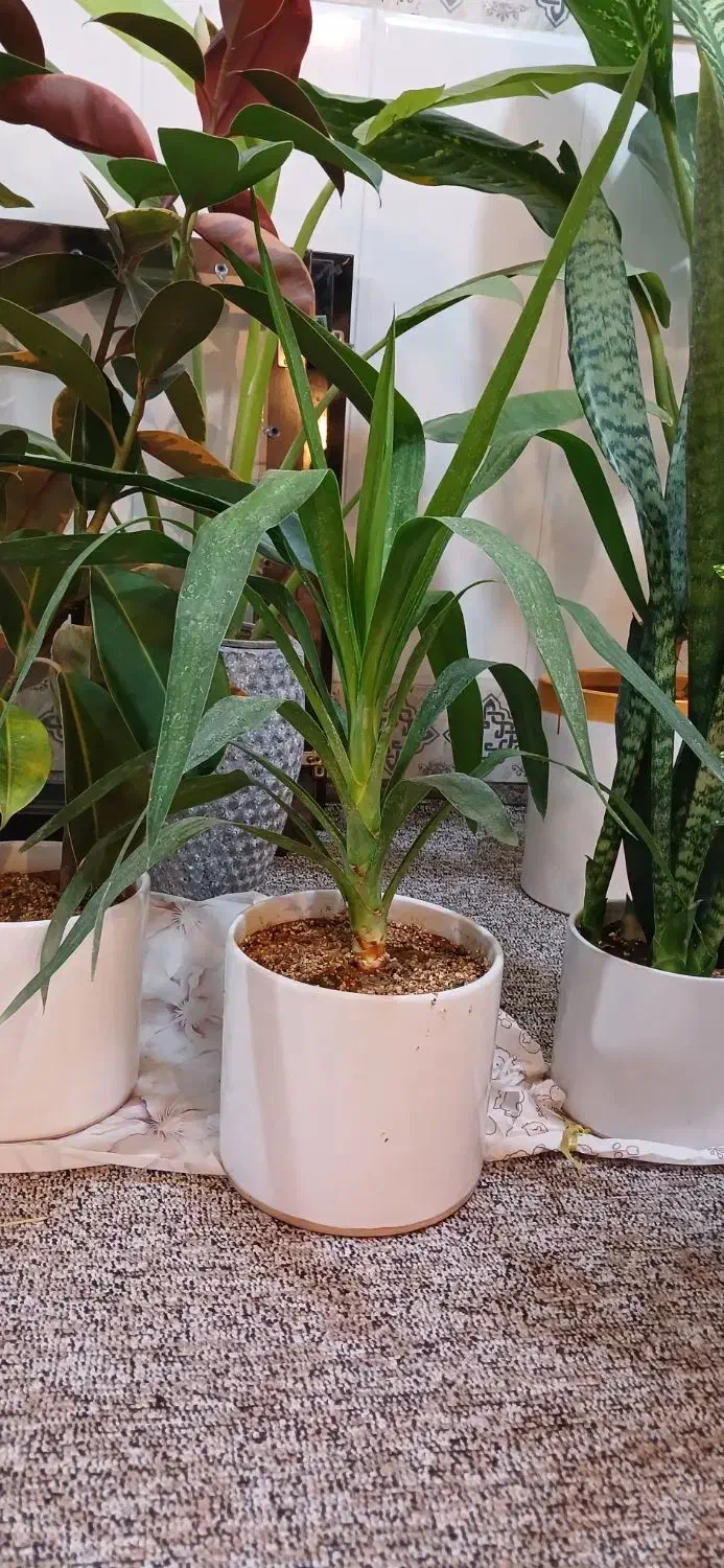 گل و گیاه تک و عمده|گل و گیاه طبیعی|امیدیه, |دیوار