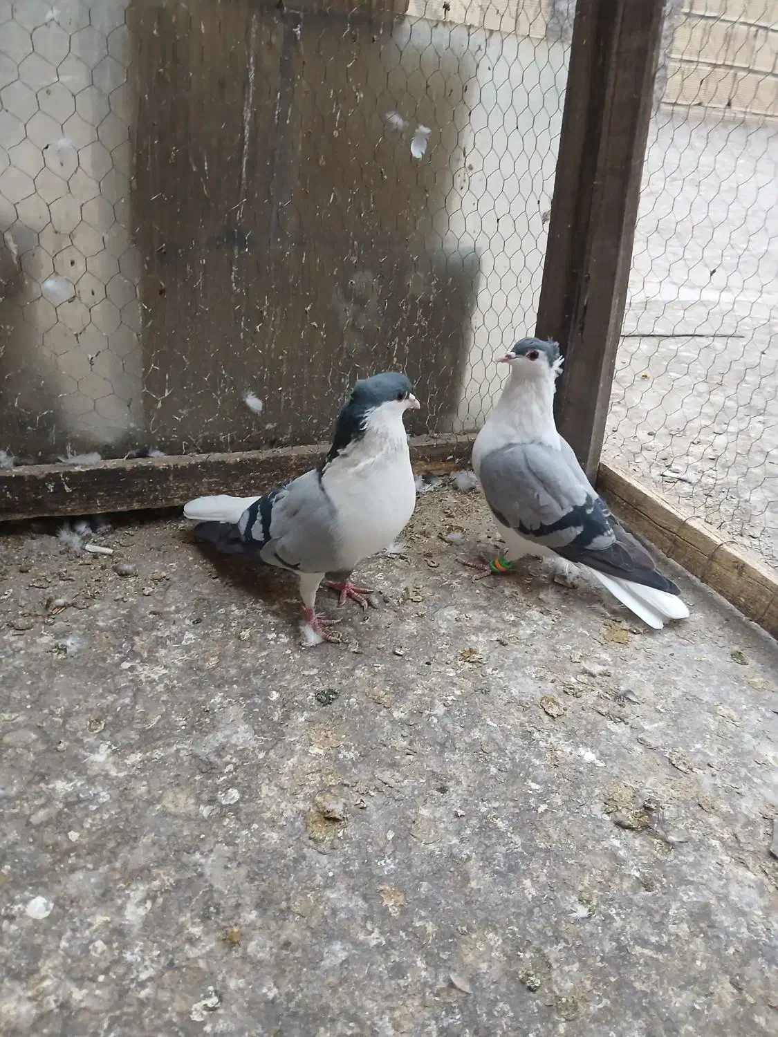 خوشرنگ سبزکاکلی نرماده|پرنده|لنجان, |دیوار