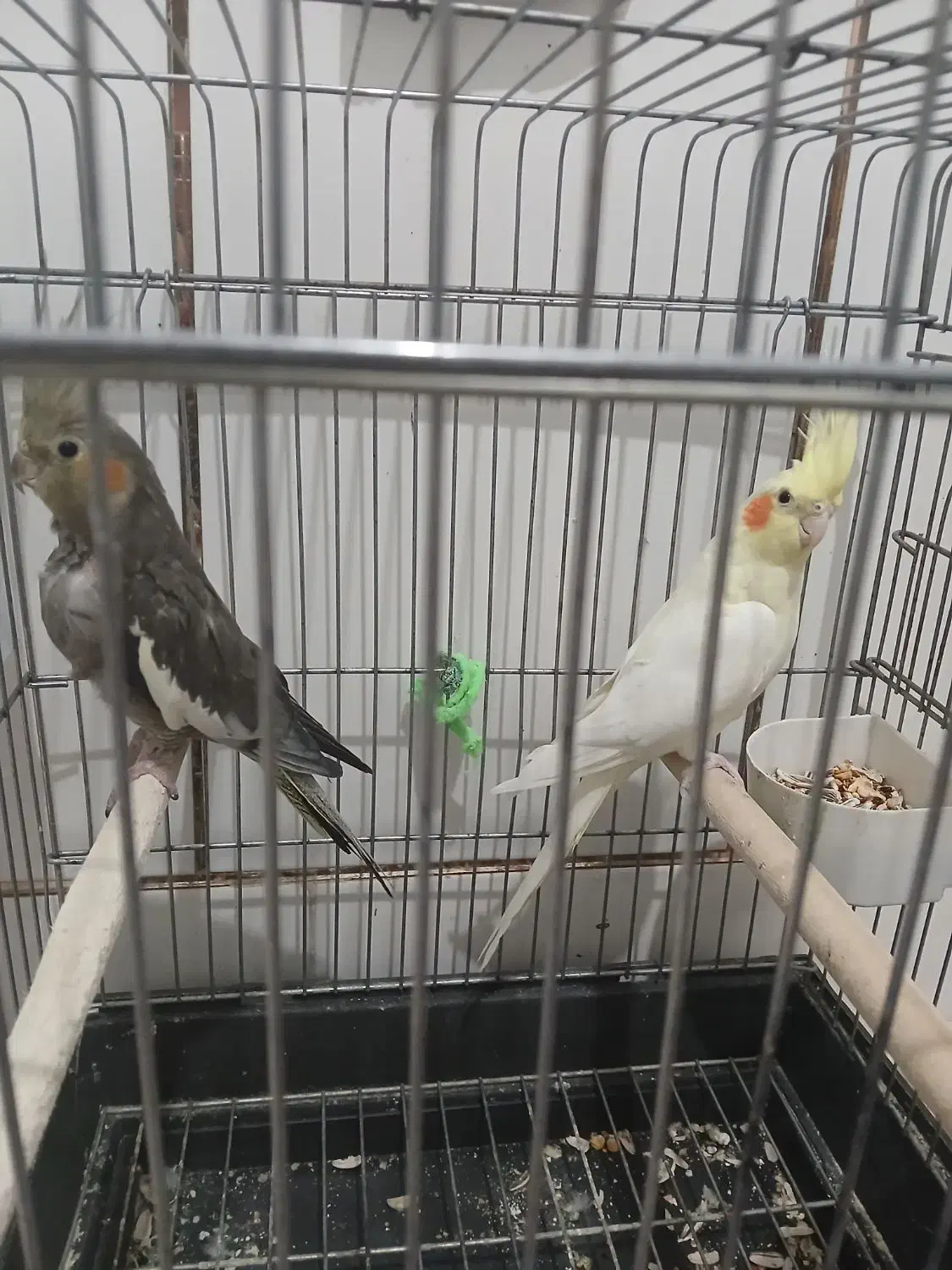 عروس هلندی|پرنده|داراب, |دیوار