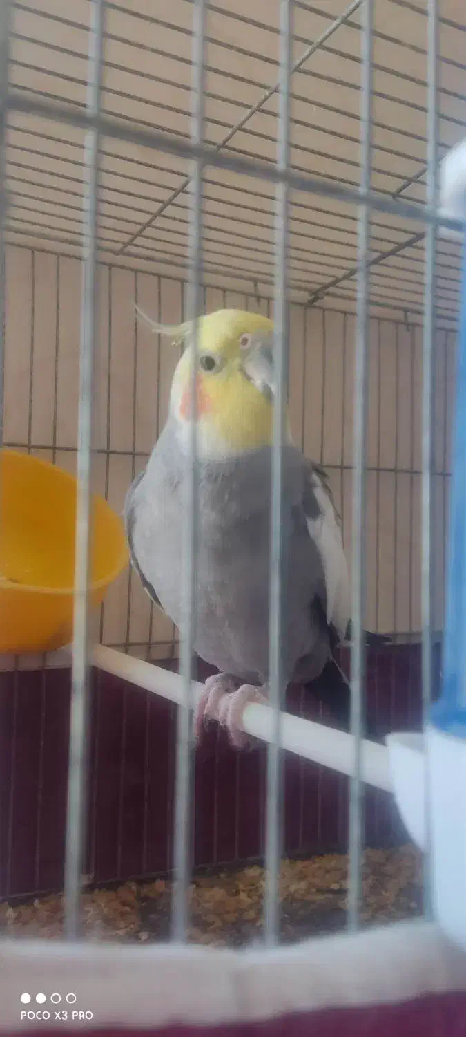 عروس هلندی نر|پرنده|مهریز, |دیوار