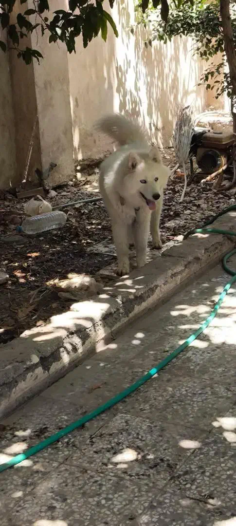 سگ هاسکی|سگ|جیرفت, |دیوار