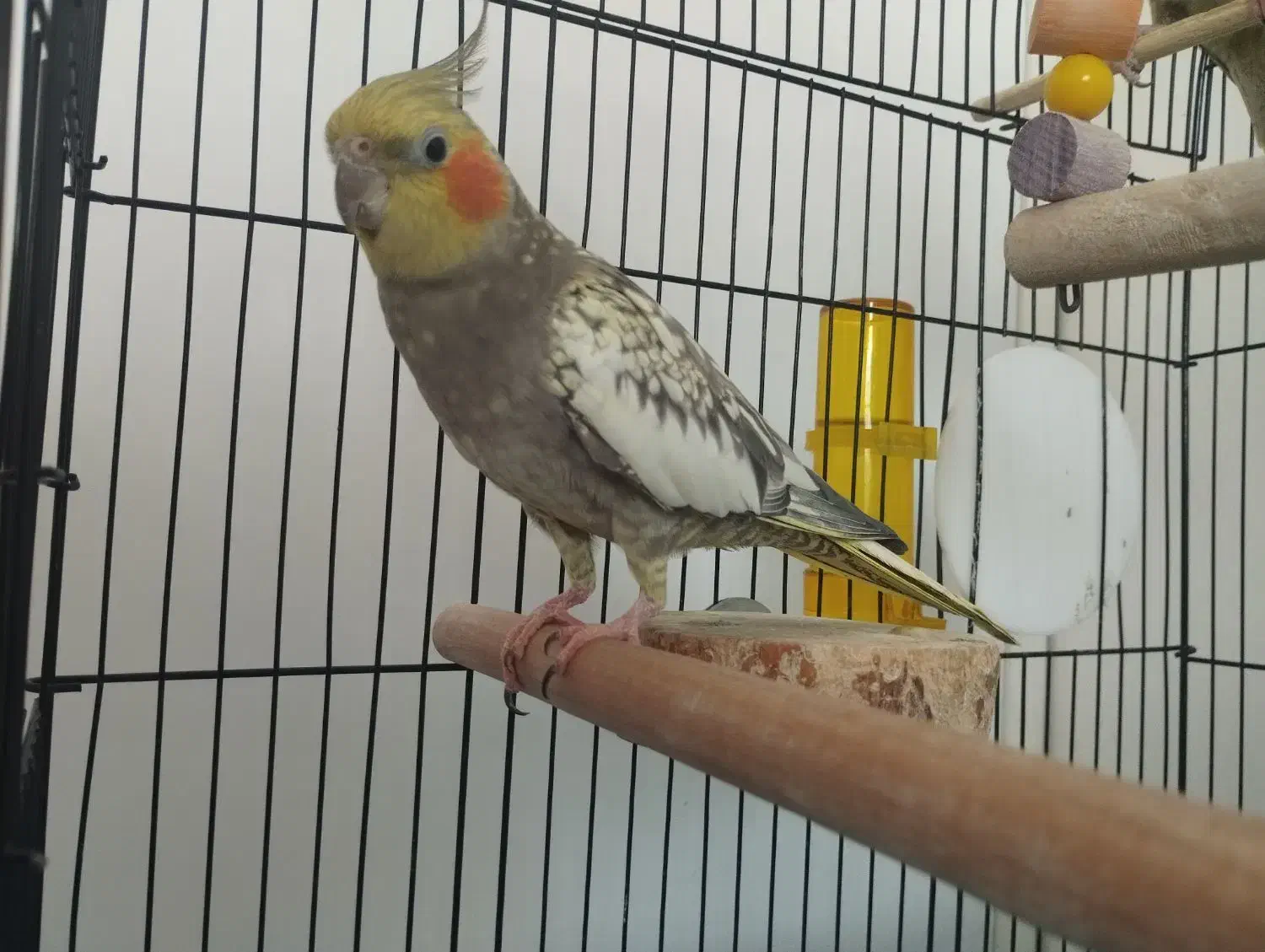 عروس هلندی ماده زیبا|پرنده|لاهیجان, کوی زمانی|دیوار