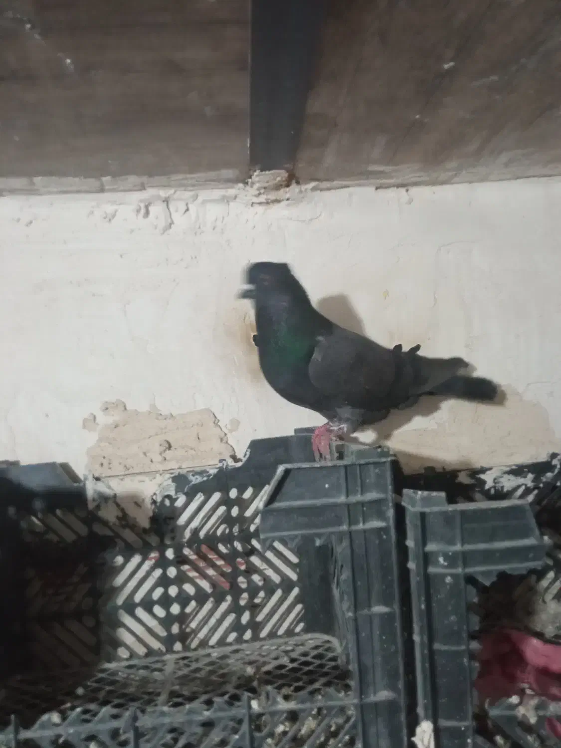 کبوتر نر|پرنده|اردبیل, |دیوار