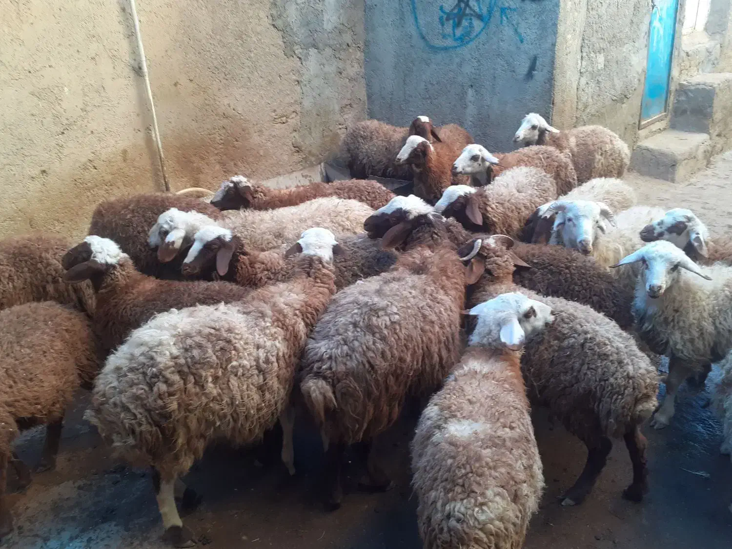 کاور  گوسفند بره|حیوانات مزرعه|دهگلان, |دیوار