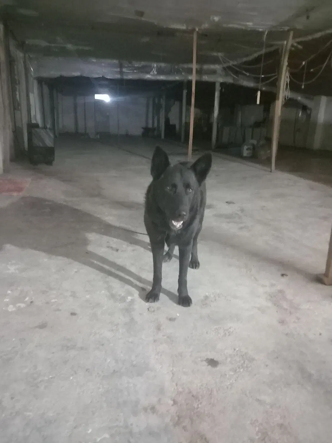 سگ ژرمن بلک|سگ|خشکبیجار, |دیوار