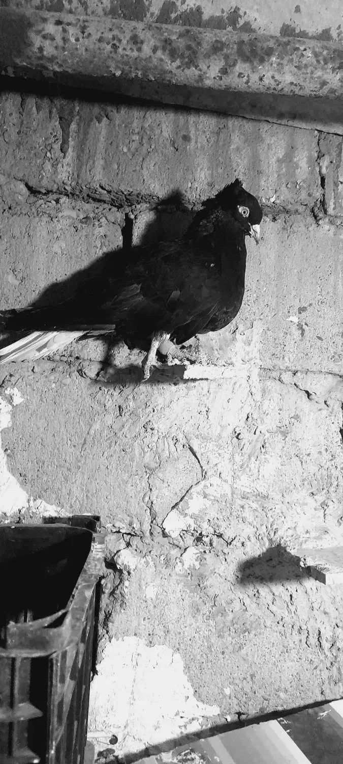 سلام دوستان|پرنده|کرخه, |دیوار