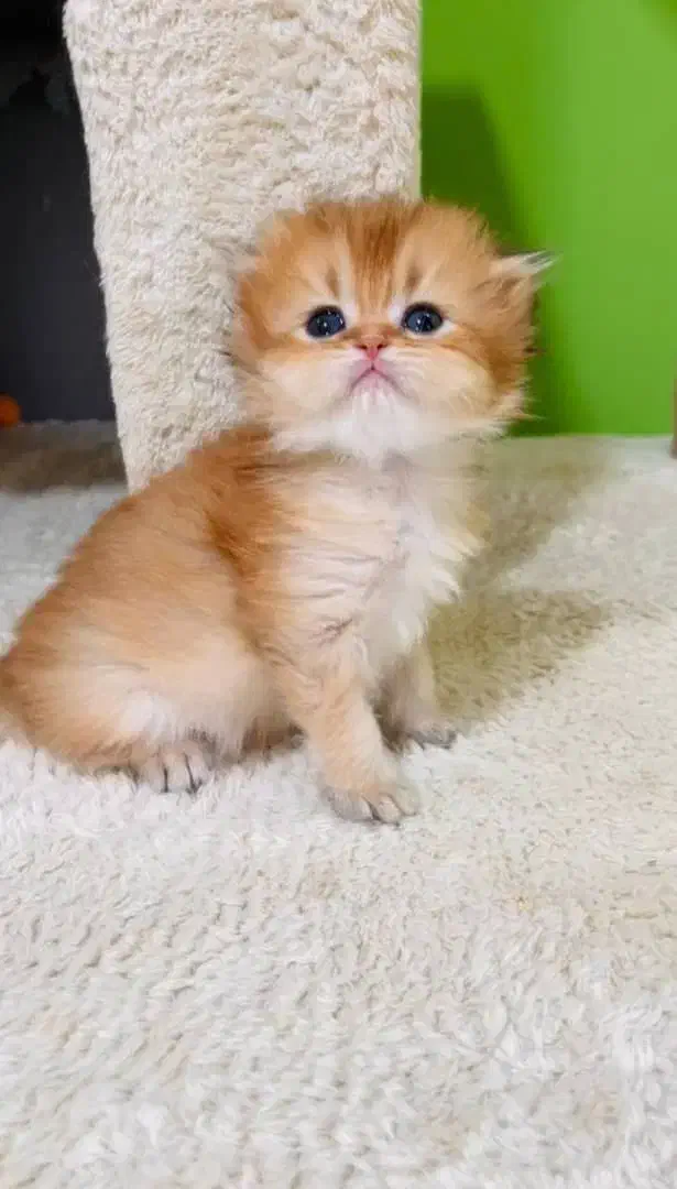 مجموعه گربه‌های تو دل بروی ایران کتز|گربه|کرمان, |دیوار