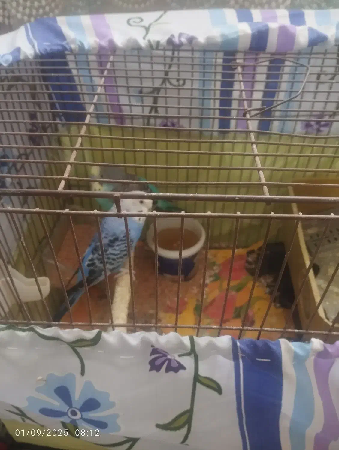 5عدد مرغ عشق نروماده|پرنده|قدس, شهرقدس|دیوار