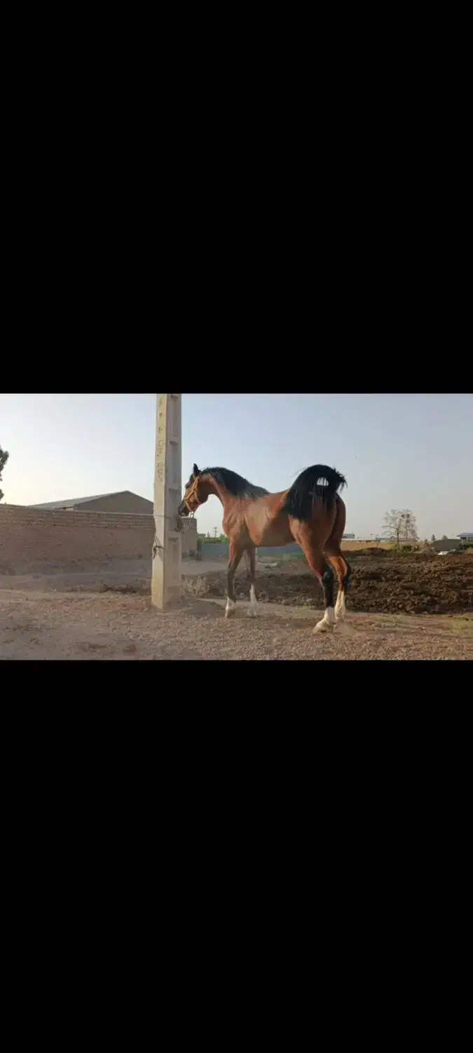 اسب|اسب و تجهیزات اسب‌سواری|بادرود, |دیوار