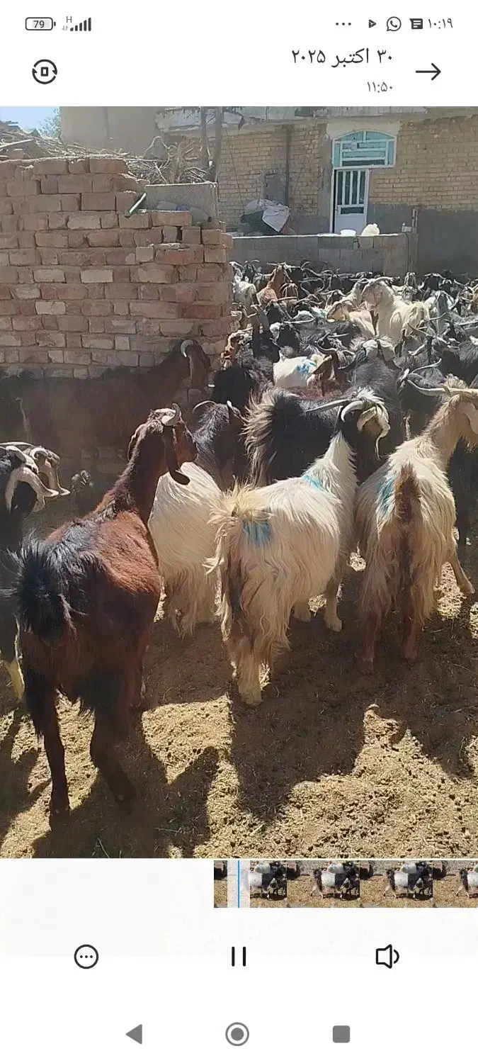 بز وکهره داشتی|حیوانات مزرعه|رحمت‌آباد, |دیوار