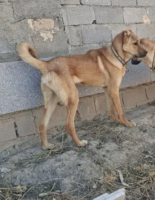 واگذار سگ نر پژدر|سگ|اردبیل, |دیوار