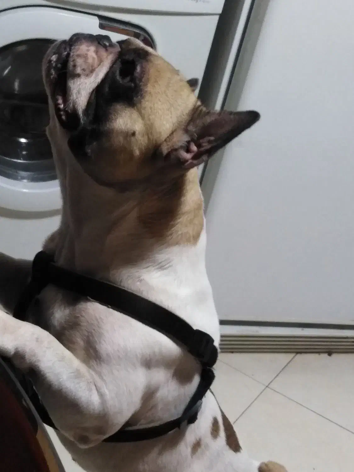 سگ وارداتی اصیل نژاد فرنچ بولداگ|سگ|پردیس, فاز ۵|دیوار