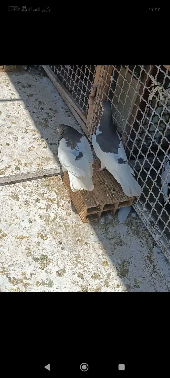 فروش|پرنده|کازرون, |دیوار