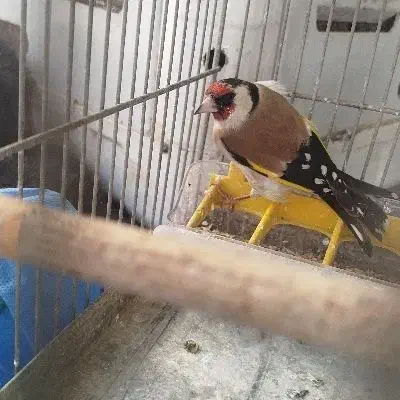 سهره ماده|پرنده|اردبیل, |دیوار