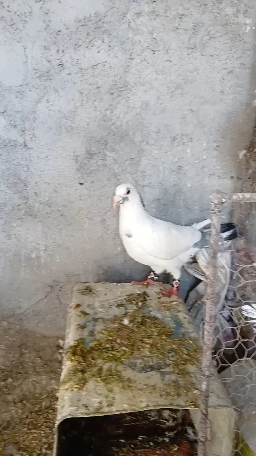 دسته المانی ۱۳ کفتر گناباد|پرنده|تربت‌حیدریه, مسجد جامع|دیوار