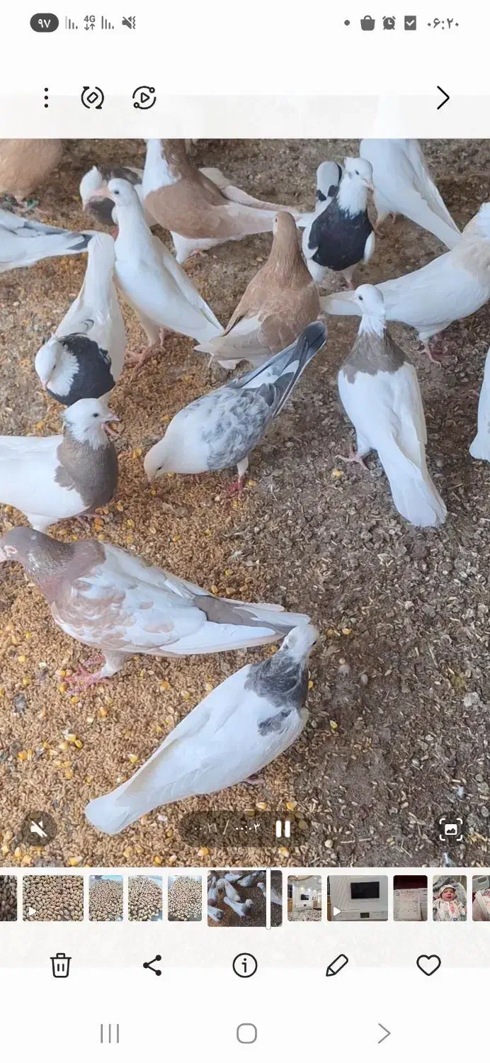 جفتگاه کفتر رنگه|پرنده|مه ولات, |دیوار