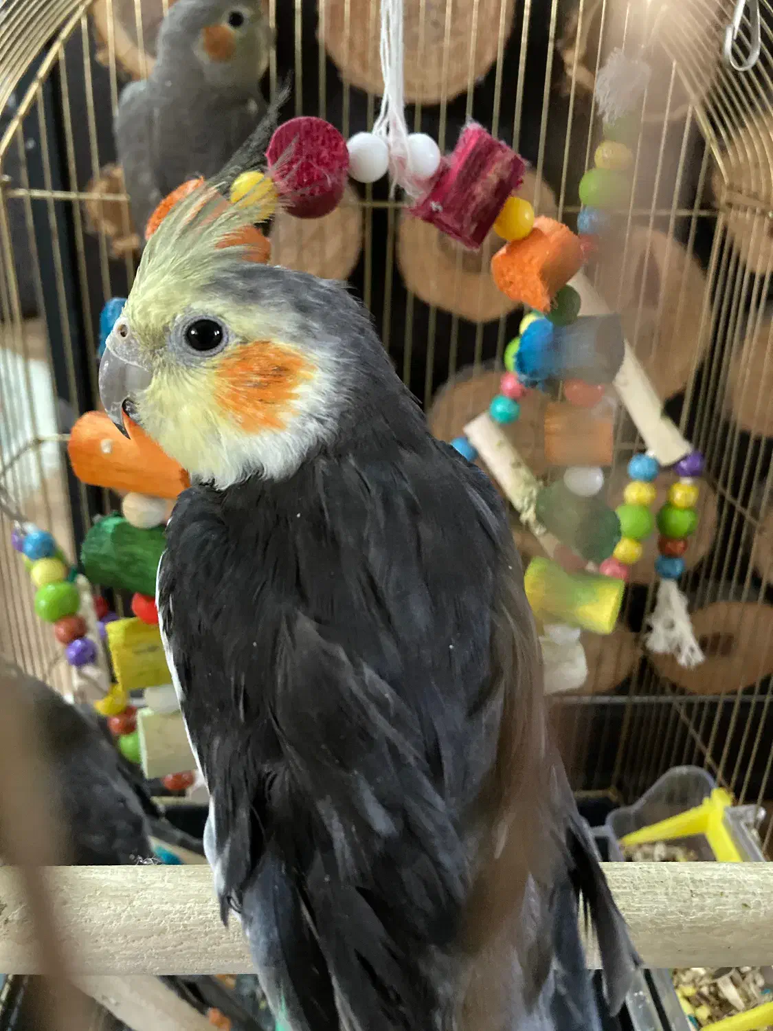 عروس هلندی|پرنده|تهران, افسریه جنوبی|دیوار