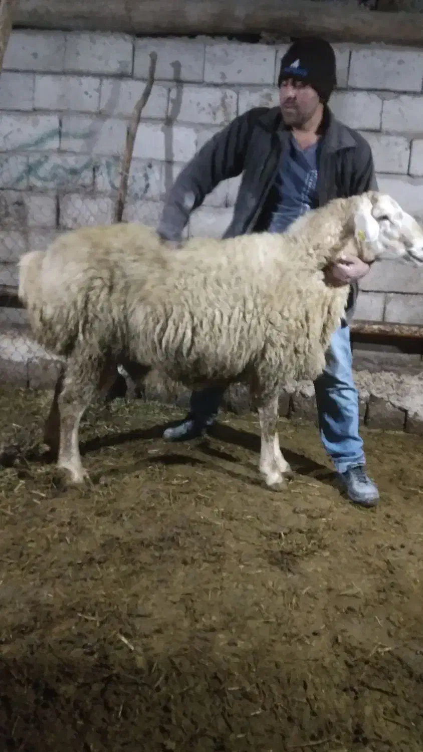 قوچ|حیوانات مزرعه|مشگین شهر, |دیوار