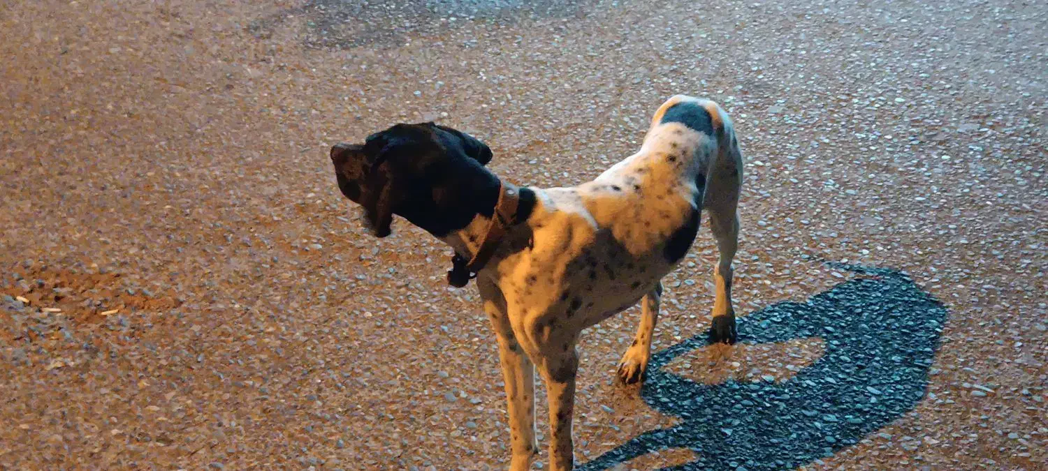 سگ شکاری پوینتر انگلیسی|سگ|لاهیجان, لیالستان|دیوار