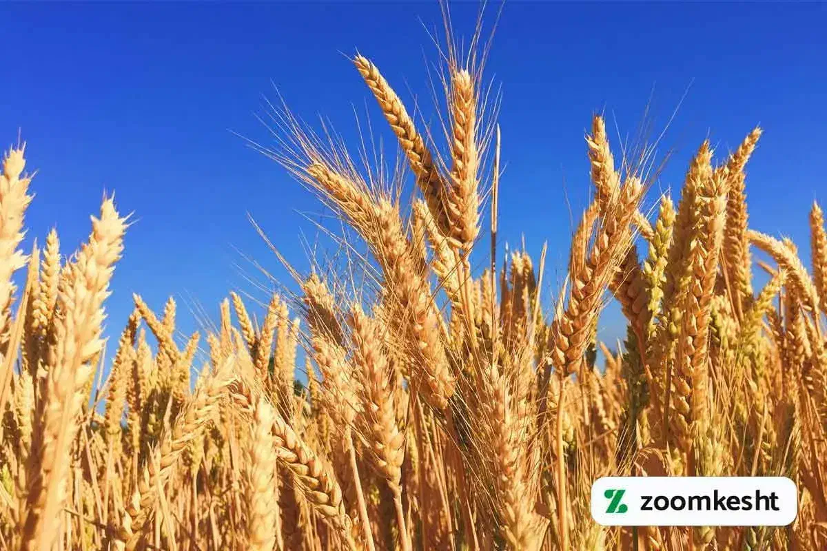 بذر گندم|عمدهفروشی|زاغه, |دیوار