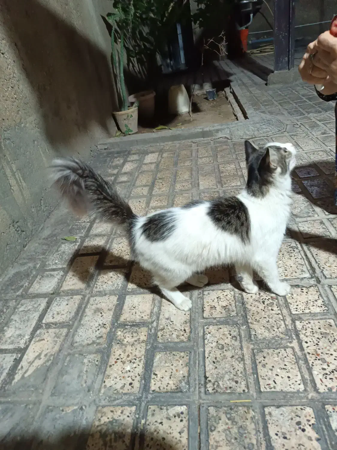 یک گربه پرشین  قیمت یک میلیون و پانصد هزار تومن|گربه|گنبد کاووس, |دیوار