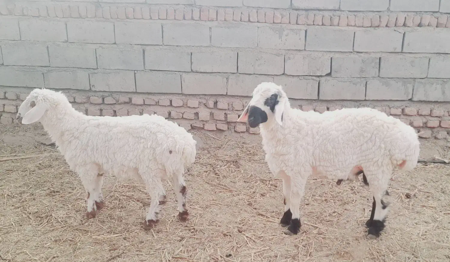 ستا بره ویک کهره ودوتا میش|حیوانات مزرعه|بیرجند, |دیوار