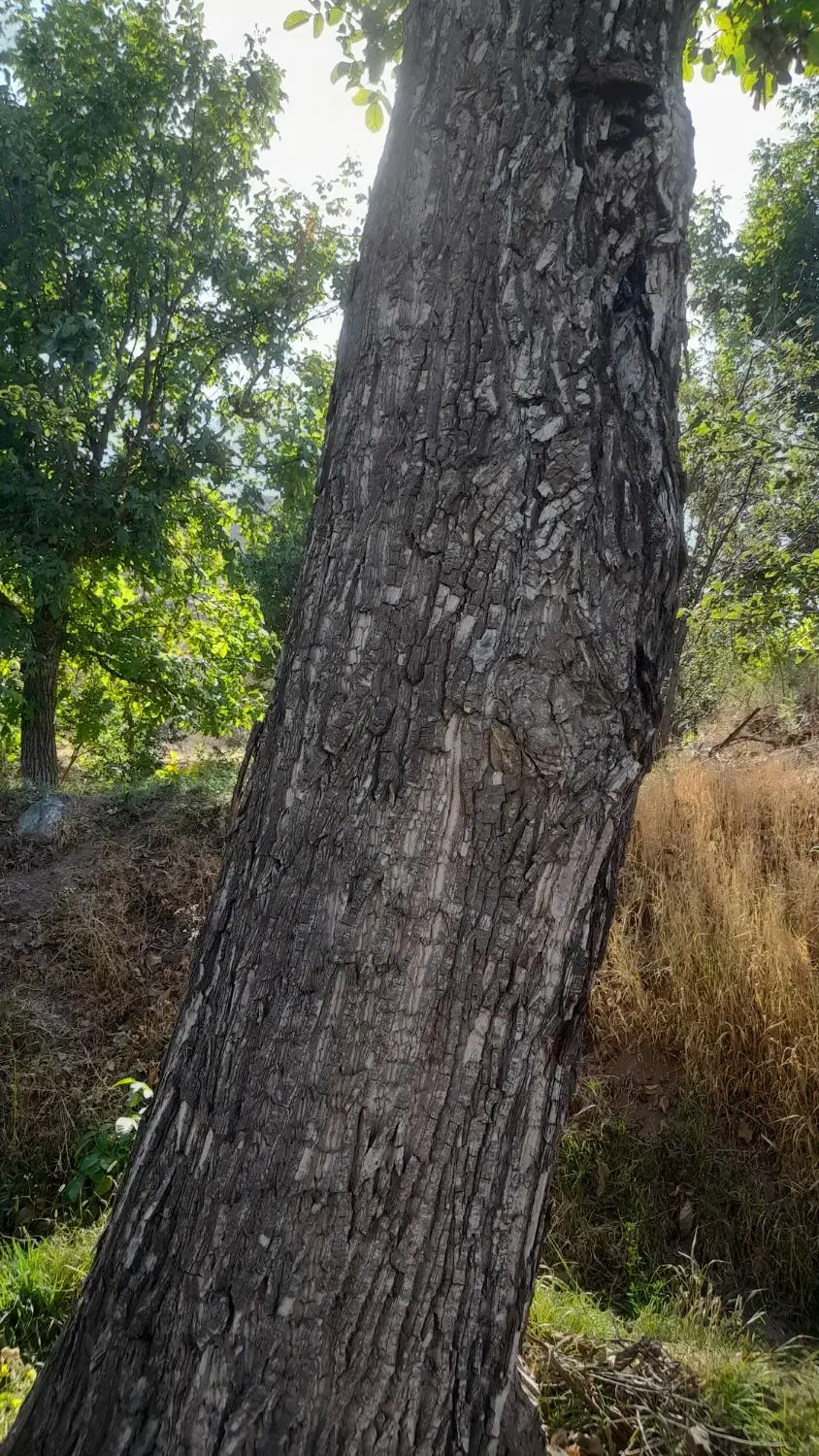 باسلام خدمت عزیزان خریدار چوب هستم بابالاترین قیمت|خدمات باغبانی و درختکاری|سبزوار, قلعهنو دهزار|دیوار