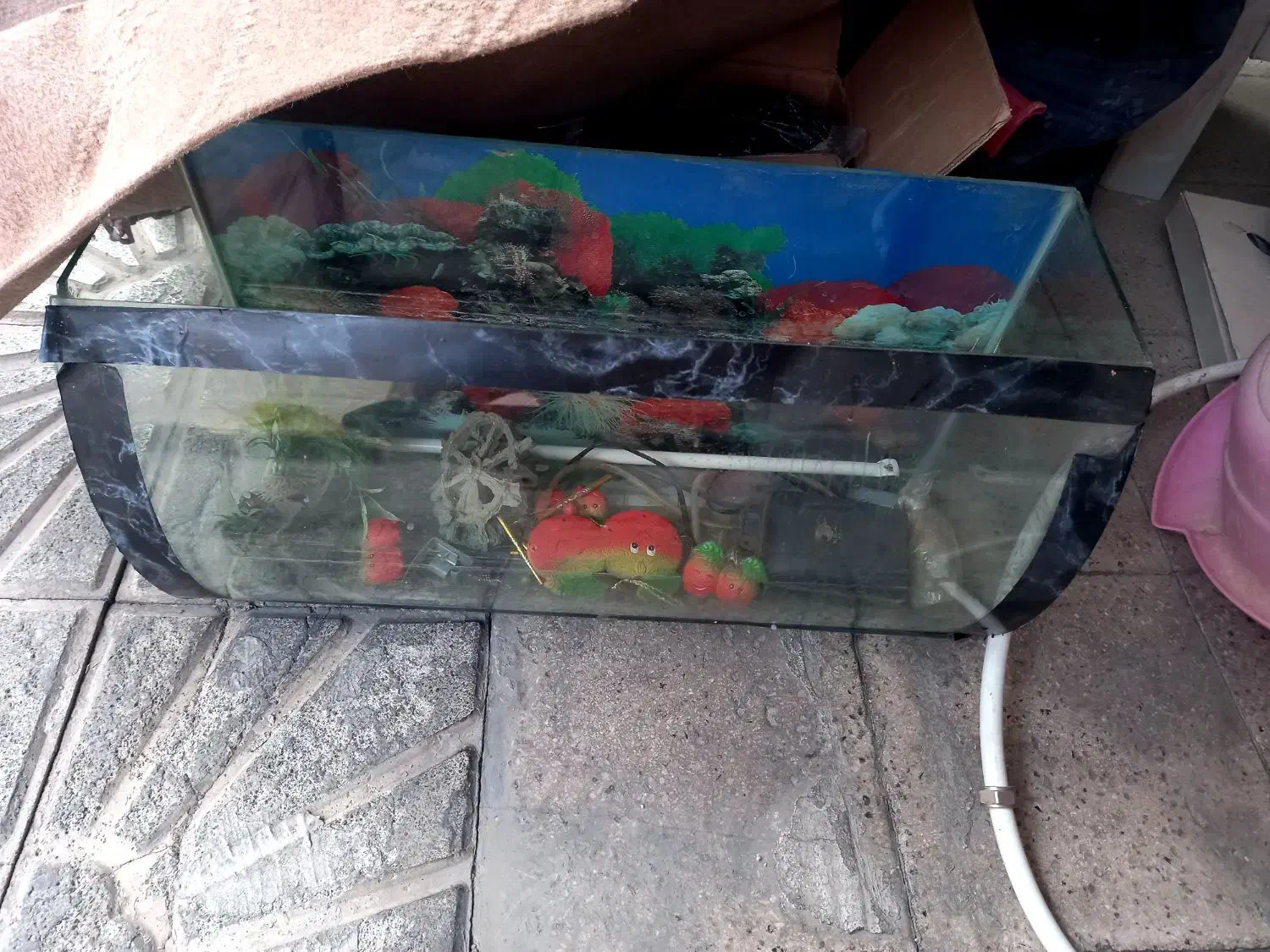 آکواریوم مورب|ماهی|مشهد, تربیت (صدف)|دیوار