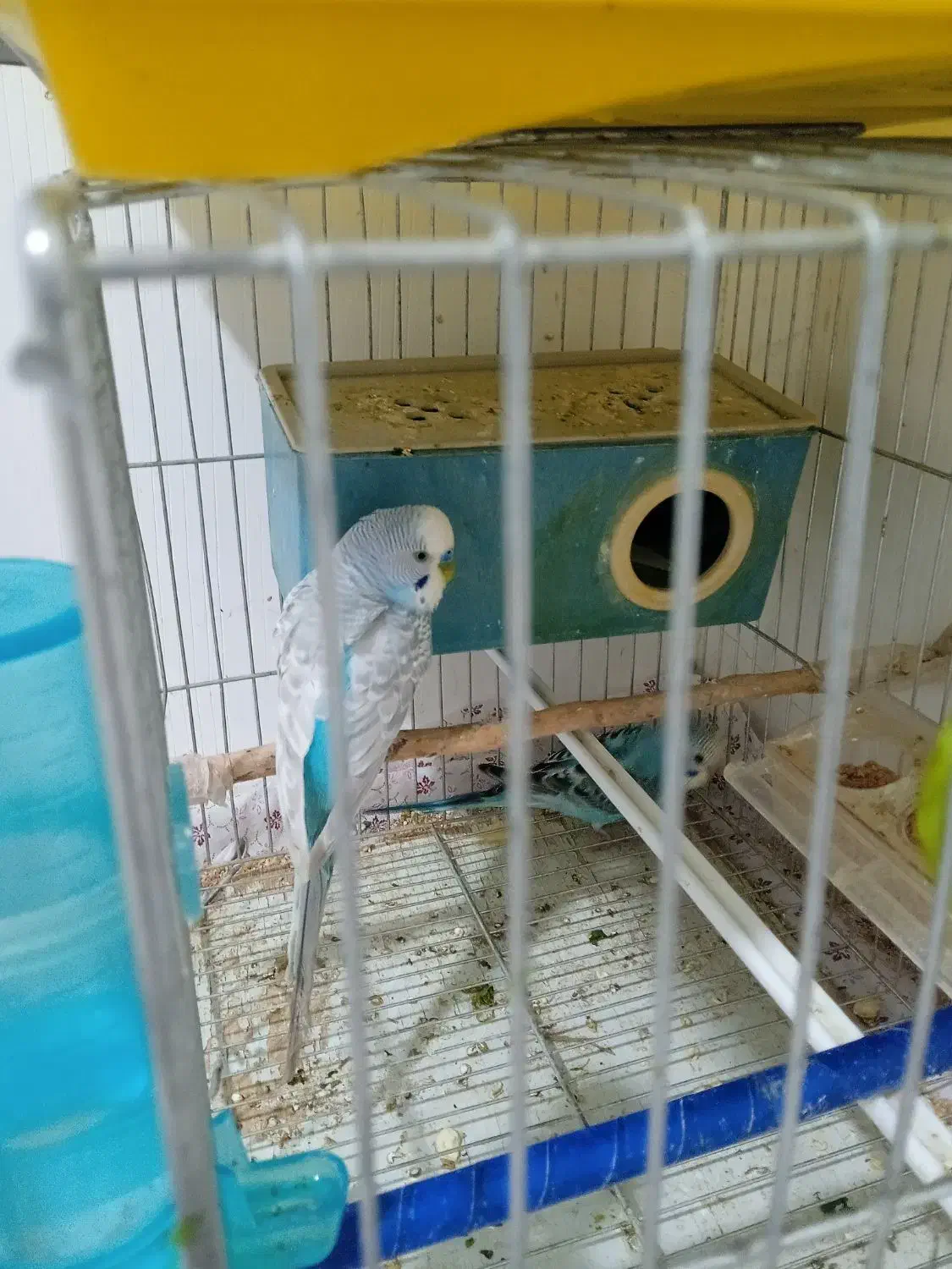 مرغ عشق تخمگذار|پرنده|خلیفان, |دیوار