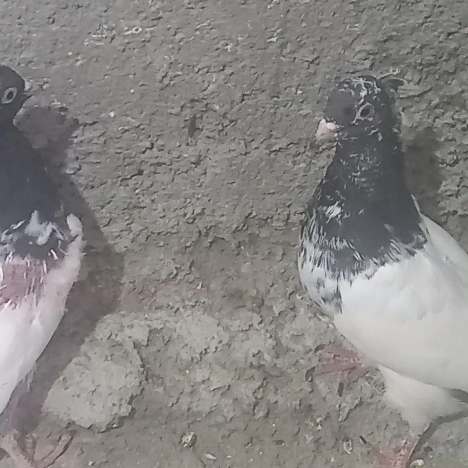 جوجه کله سیاه وکله دم سبز پرشی|پرنده|زیباشهر, |دیوار