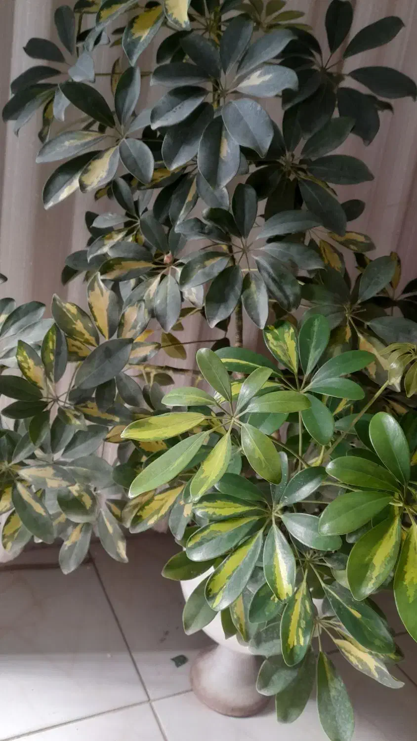 گل شفلرا|گل و گیاه طبیعی|نیشابور, بزرگمهر|دیوار