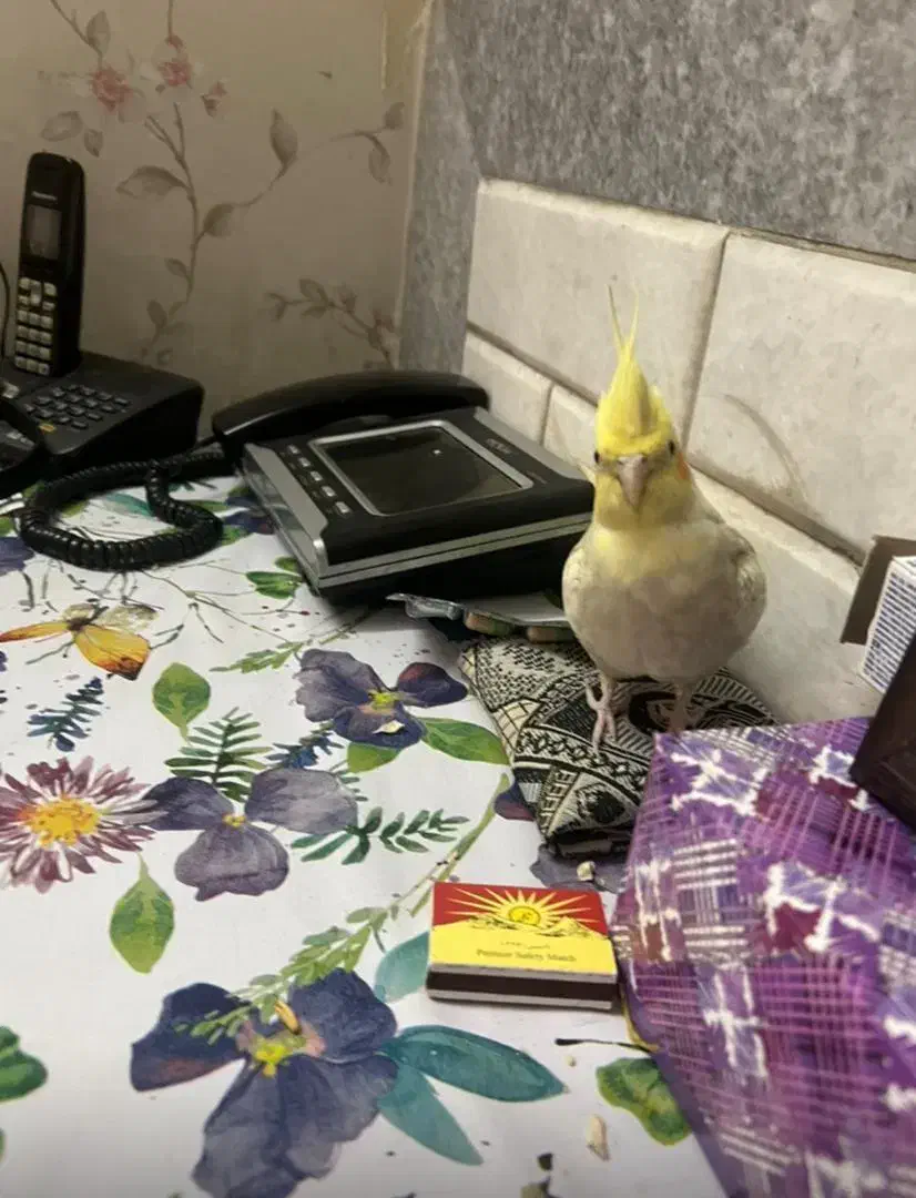 عروس هلندی|پرنده|ری, شهادت|دیوار