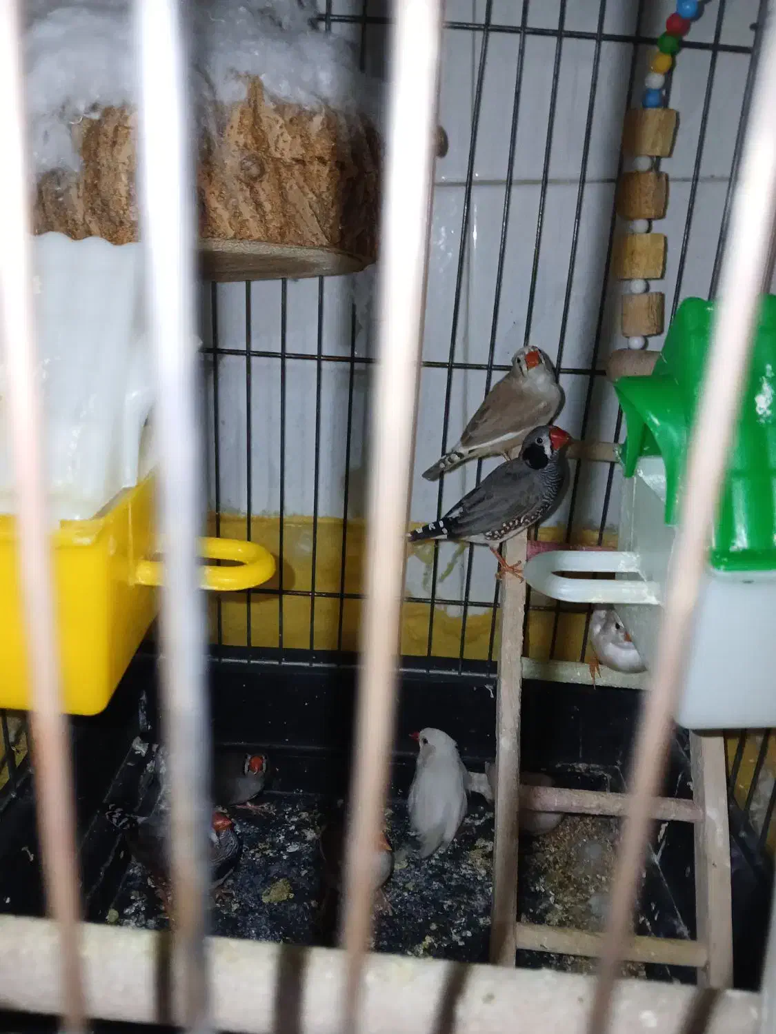 طوطی|پرنده|الوند, |دیوار