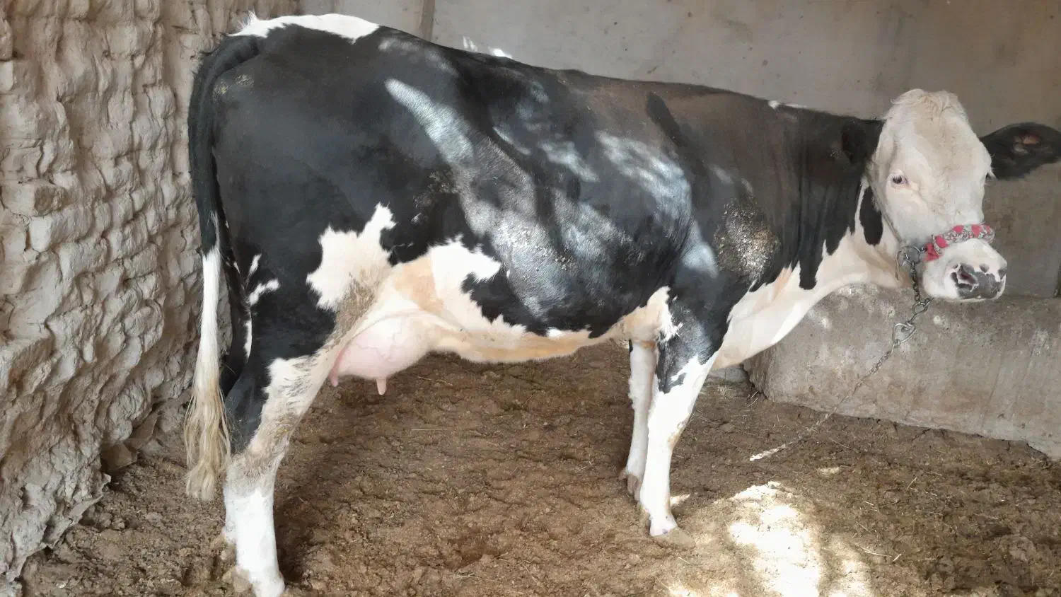 گاو شیری با گوساله ماده|حیوانات مزرعه|تیمور آباد, |دیوار