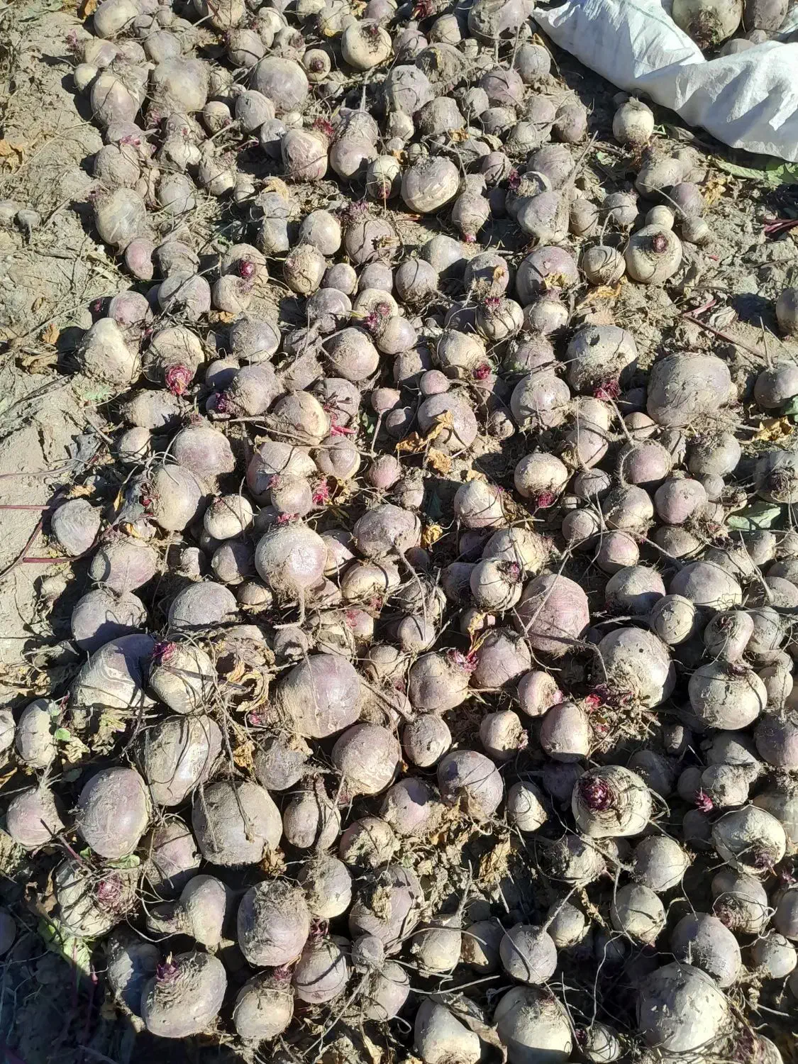 چغندر لبو|خوردنی و آشامیدنی|ارشق, |دیوار