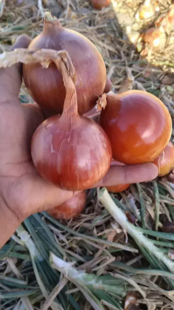 نگین و طلای ۲۴ عیار خوراکی|حراج|شیراز, زرهی|دیوار