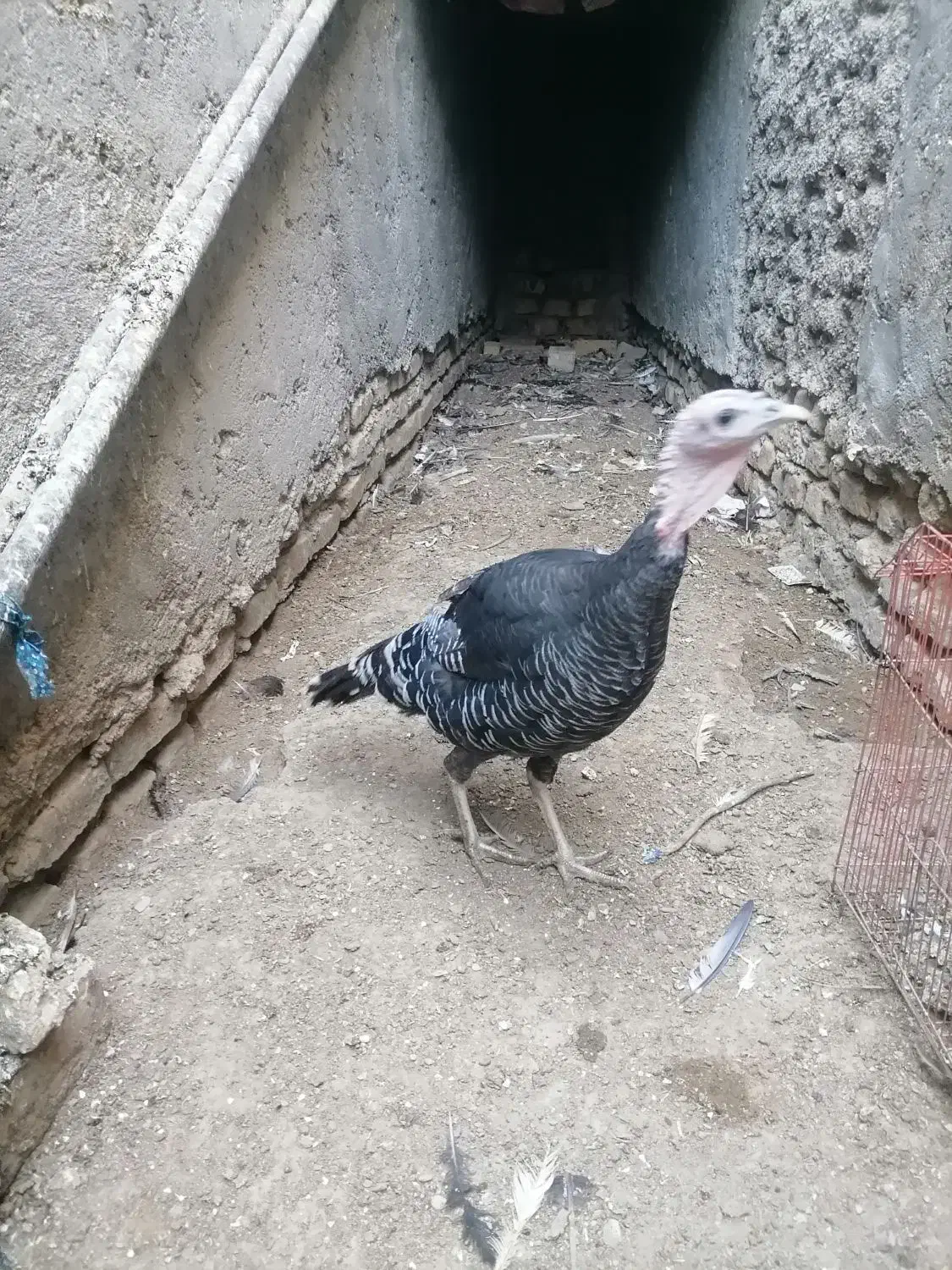 بوقلمون ماده برنز محلی|حیوانات مزرعه|زابل, |دیوار