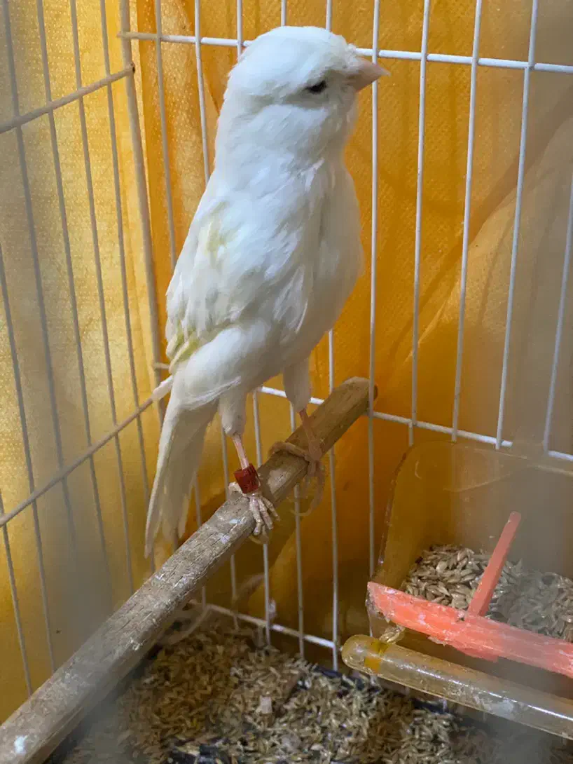 قناری نر مست مست|پرنده|تبریز, |دیوار