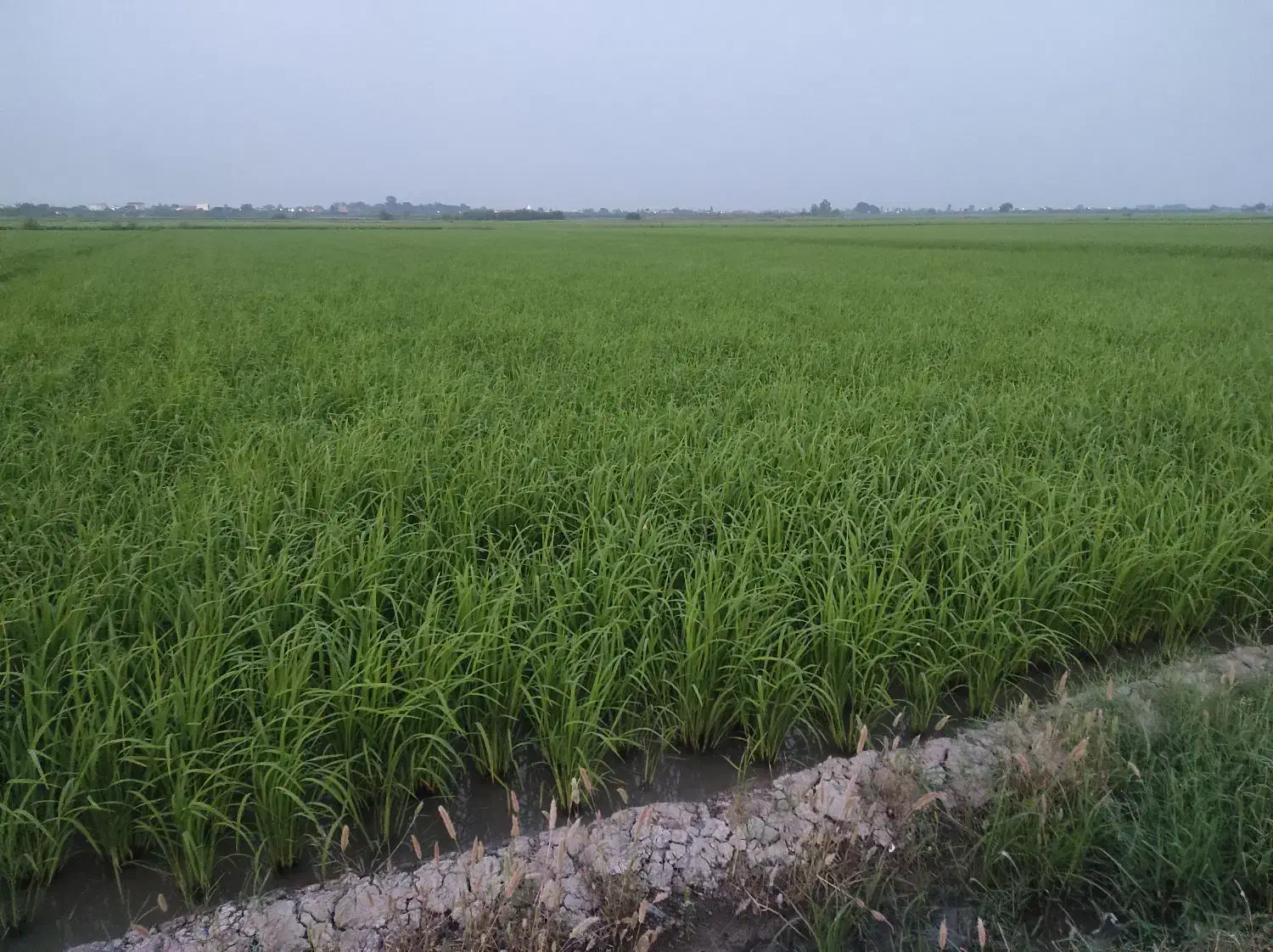 اکتشاف آب چاه|خدمات باغبانی و درختکاری|ساری, |دیوار