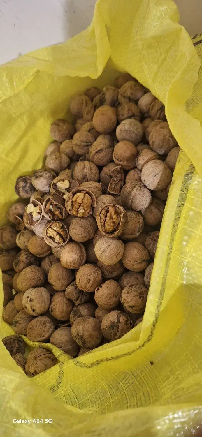 توجه گردوی امسال به شرط خوشمزگی بدون شیمیایی|خوردنی و آشامیدنی|میاندوآب, |دیوار