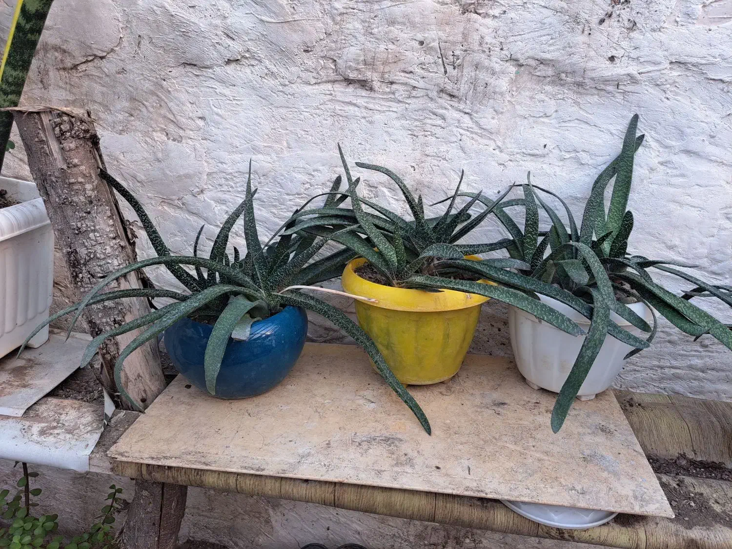 گیاه|گل و گیاه طبیعی|رشت, فرزانه|دیوار