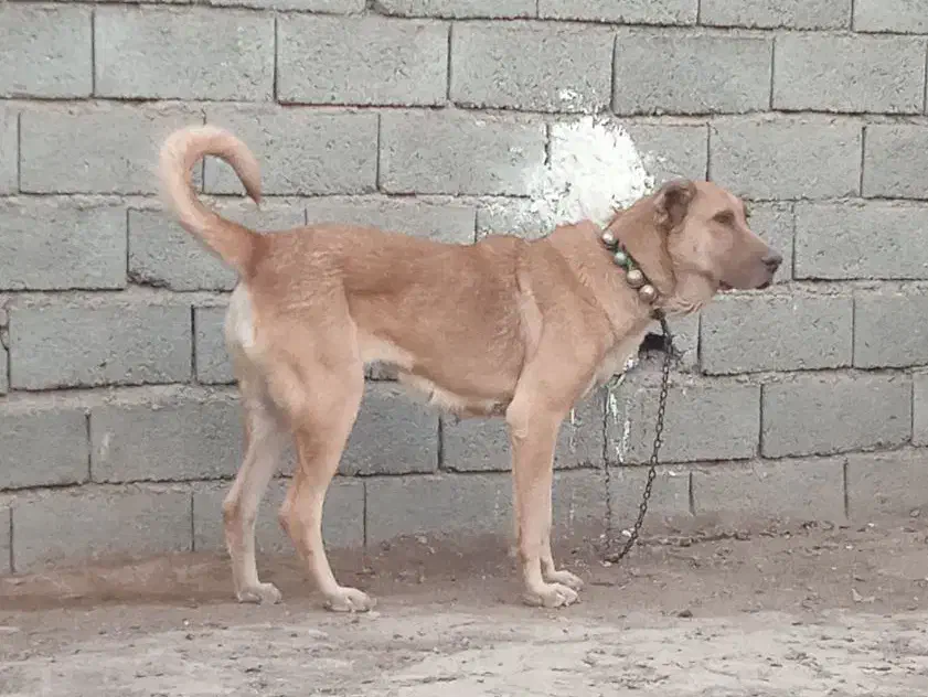 ماده سرابی|سگ|تهران, شهرک صادقیه|دیوار