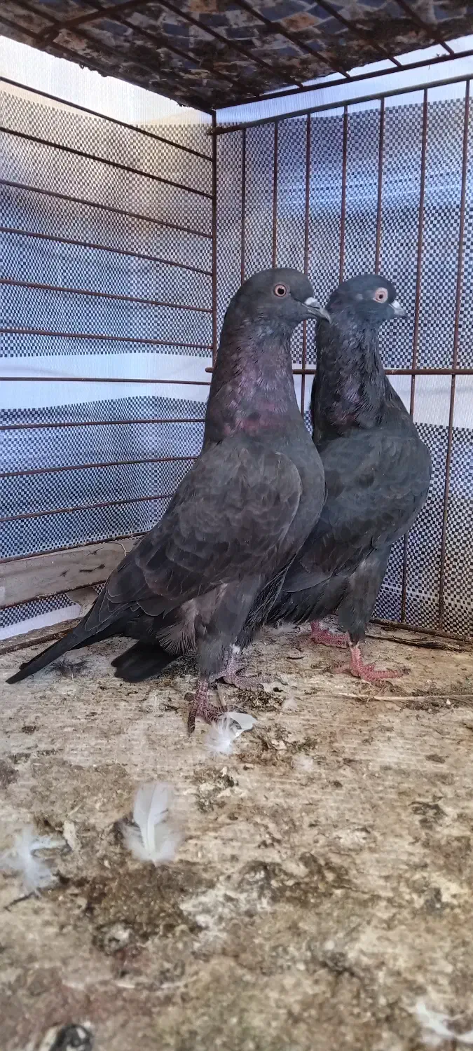 کفتر|پرنده|پارس‌آباد, |دیوار