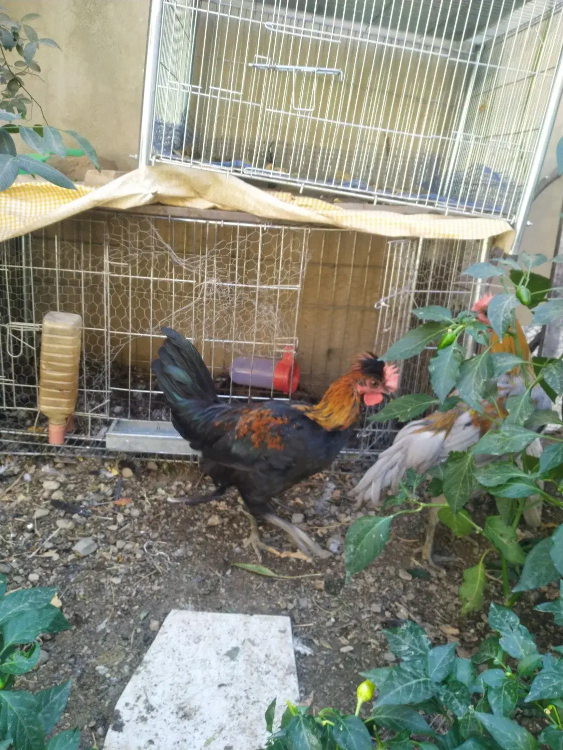 مرغ و خروس|حیوانات مزرعه|تهران, درکه|دیوار