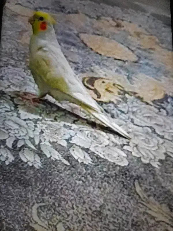 عروس هلندی|حیوانات|مشهد, کوی دروی|دیوار