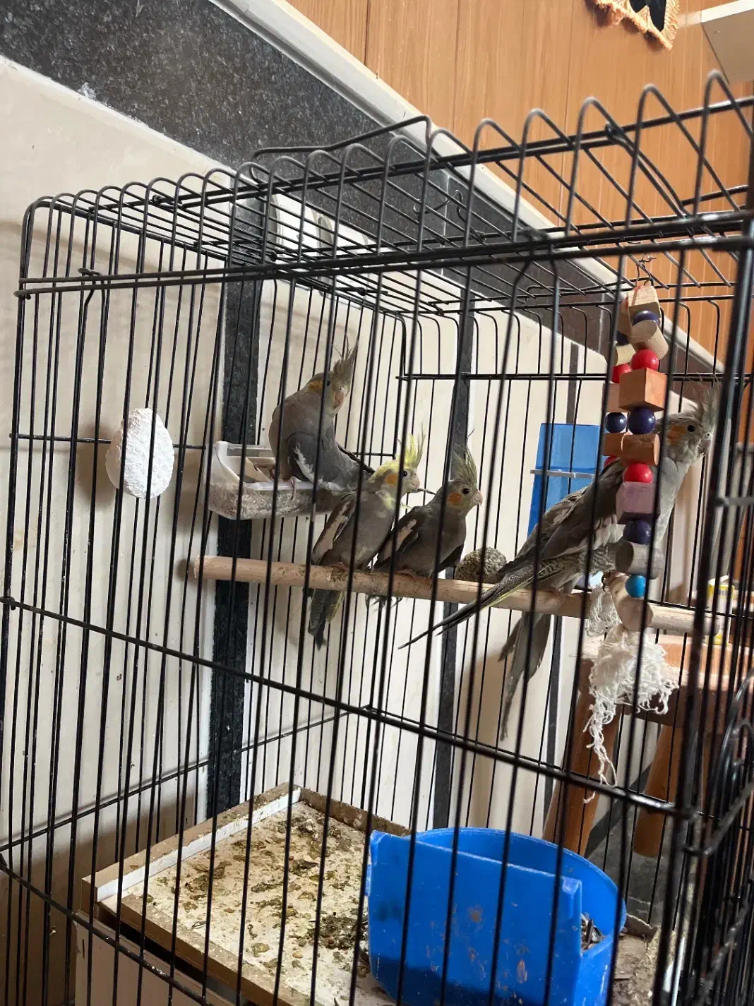 طوطی عروس مولد|پرنده|قائم‌شهر, |دیوار