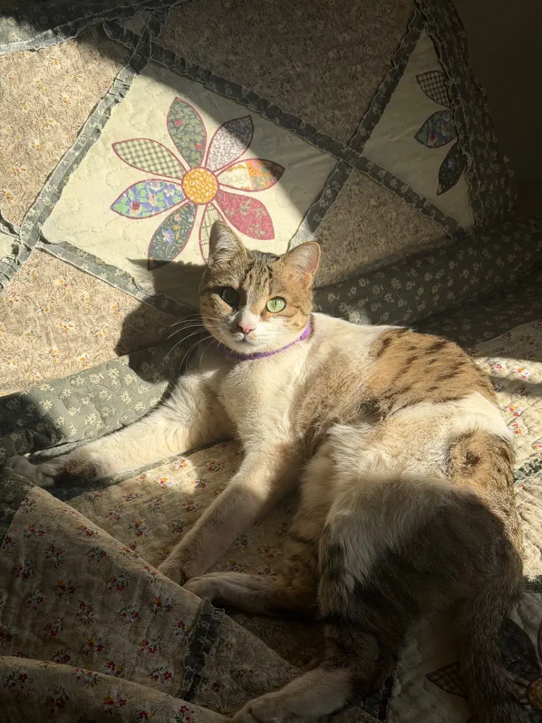 گربه|گربه|اراک, |دیوار